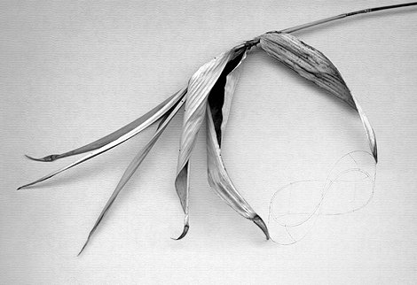 Mobius Strip