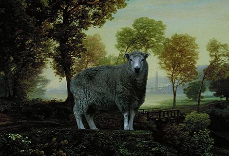 Portrait of a Sheep