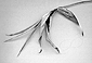 Mobius Strip