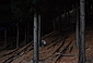 My Forest